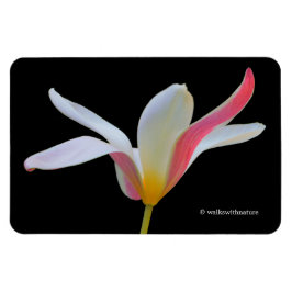 Magnet Flexible Élégante Lady Tulip Fleurs roses blanches