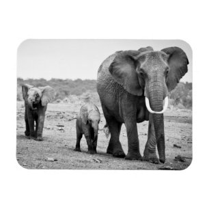 Magnet Flexible Éléphant africain et veaux   Kenya, Afrique