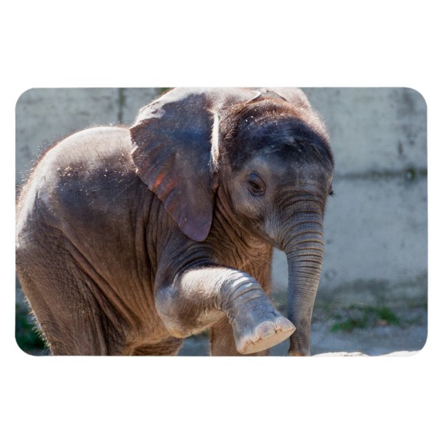 Magnet Flexible Eléphant bébé (Horizontal)