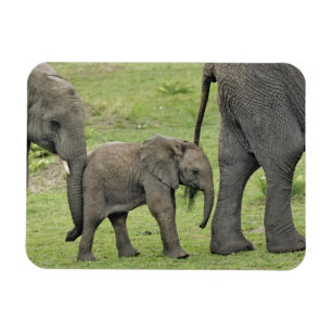 Magnet Flexible Éléphant d'Afrique femelle avec bébé