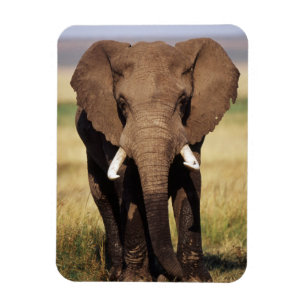 Magnet Flexible Éléphant de savane d'Afrique