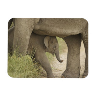 Magnet Flexible Éléphant indien / asiatique et jeune, Corbett