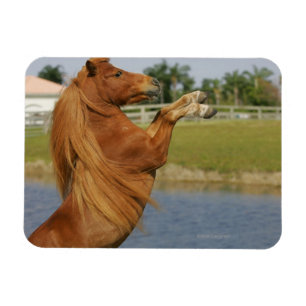 Magnet Flexible Élevage de chevaux miniatures