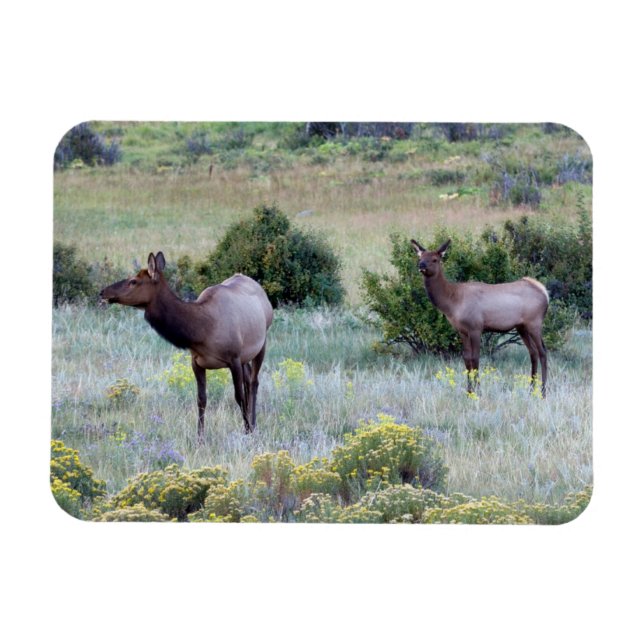 Magnet Flexible Elk américain | Colorado (Horizontal)