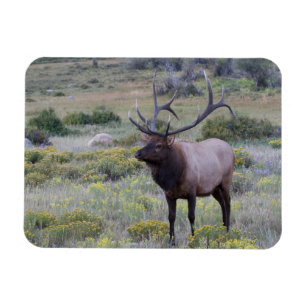 Magnet Flexible Elk américain   Parc national Rocky, Colorado