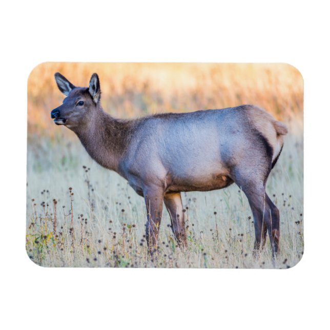 Magnet Flexible Elk de veau | Madison Junction, Wyoming (Horizontal)