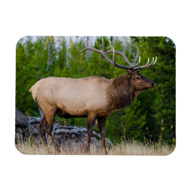 Magnet Flexible Elk | Parc national de Yellowstone, Wyoming (Horizontal)