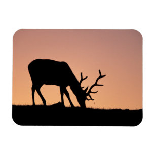 Magnet Flexible Elk   Rocky Mountains National Park, Colorado