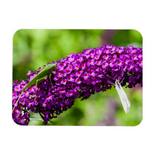 Magnet Flexible énergie katydone