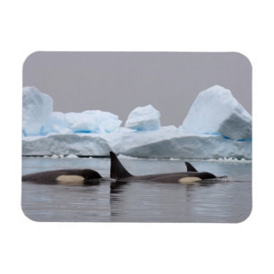 Magnet Flexible épaulards (orques), Orcinus orca, groupe