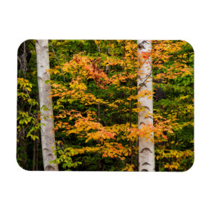 Magnet Flexible Érable et bouleau blanc   White Mountains, NH