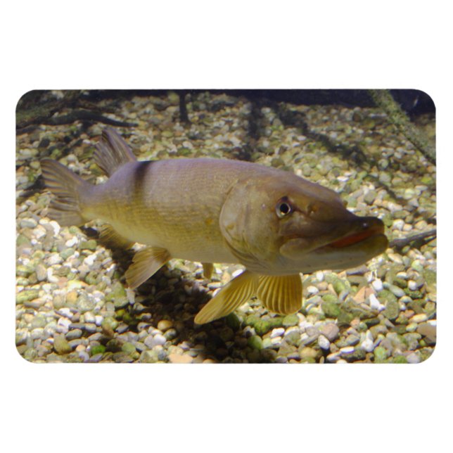 Magnet Flexible Esox lucius (Horizontal)