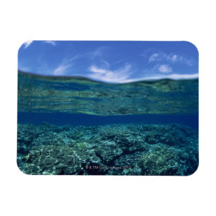 Magnet Flexible Étagère de corail