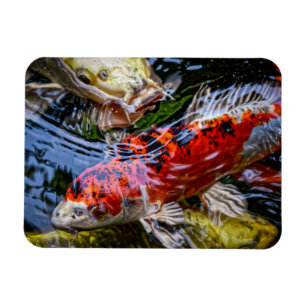Magnet Flexible Étang japonais de poissons Koi