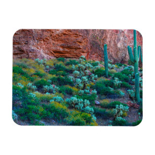 Magnet Flexible États-Unis, Arizona. Flore du désert