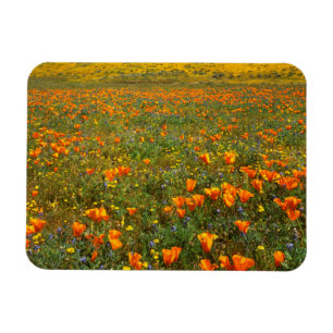 Magnet Flexible États-Unis, Californie, Antelope Valley Californie