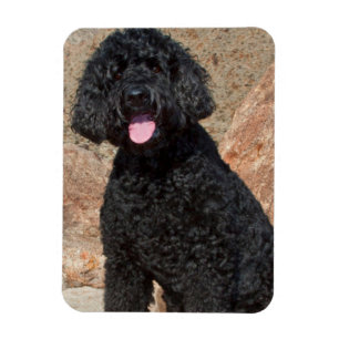 Magnet Flexible États-Unis, Californie. Labradoodle assis