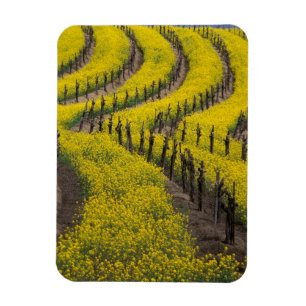 Magnet Flexible États-Unis, Californie, Napa Valley, Los Carneros