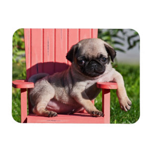 Magnet Flexible États-Unis, Californie. Pug Puppy s'affalant