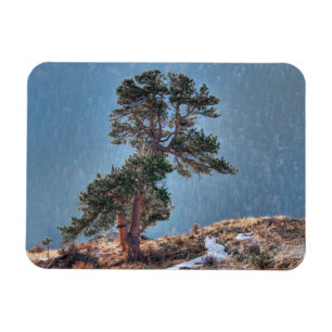 Magnet Flexible États-Unis, Colorado, Arbre à Estes Park