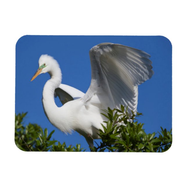 Magnet Flexible États-Unis, Floride, St. Augustine, Aigrette (Horizontal)