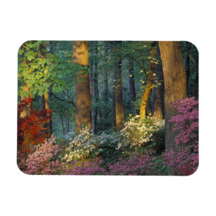 Magnet Flexible États-Unis, Géorgie, Callaway Gardens, forêt d'Aza