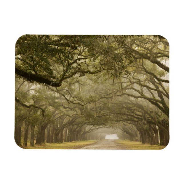 Magnet Flexible Etats-Unis, Géorgie, Savannah, Une conduite en chê (Horizontal)