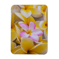 États-Unis, Hawaï, Oahu, Fleurs de plumeria en fle
