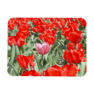 Magnet Flexible États-Unis, Kansas, Tulipes rouges avec une tulipe