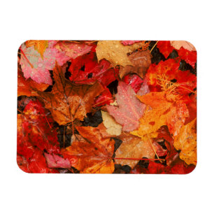 Magnet Flexible États-Unis, Maine. Feuilles d'érable en automne