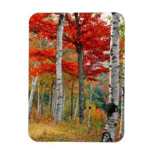 Magnet Flexible États-Unis, Maine, lac Wyman. Forêt de bouleau