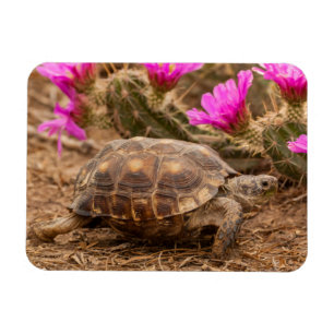 Magnet Flexible États-Unis, Texas, comté de Hidalgo. Tortue