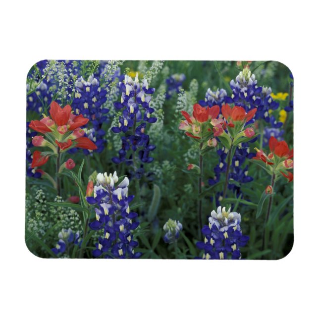 Magnet Flexible États-Unis, Texas Hill Country. Bluebonnets et (Horizontal)