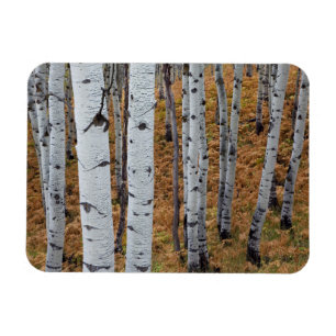 Magnet Flexible États-Unis, Utah, Uinta-Wasatch-Cache National For