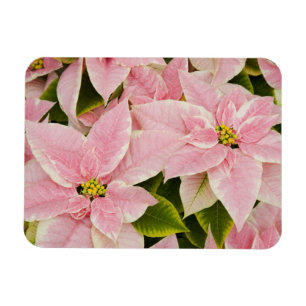 Magnet Flexible États-Unis, Washington, Woodinville, Molbak's Nurs