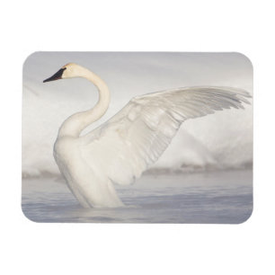 Magnet Flexible États-Unis, Wyoming, Cygne trompette étend ses ail