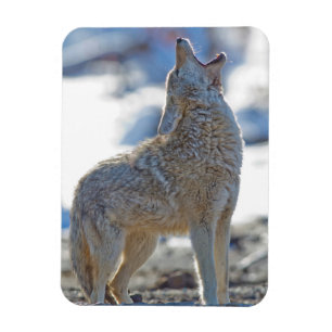 Magnet Flexible États-Unis, Wyoming, Parc national de Yellowstone,
