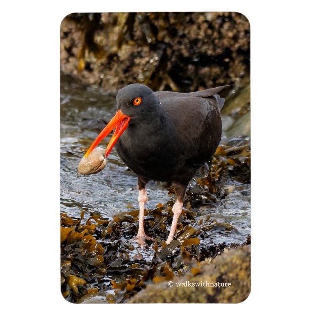 Magnet Flexible Etonnant Oystercatcher noir avec Clam (Vertical)