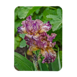 Magnet Flexible Étonnante floraison d'Iris Variée