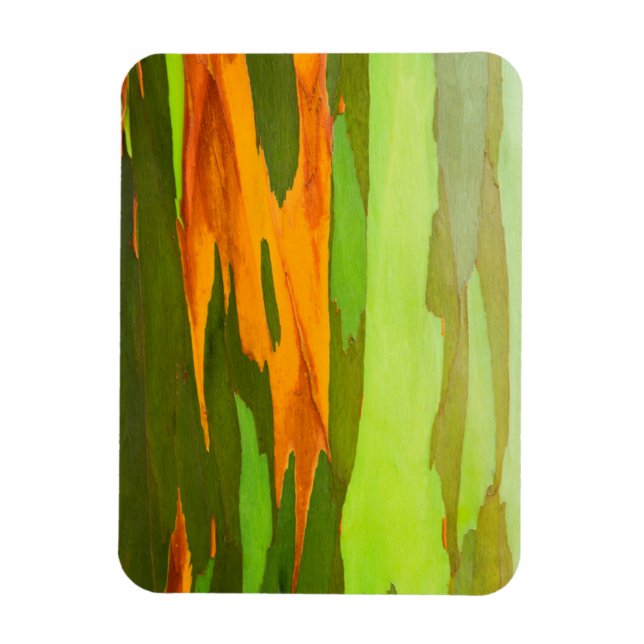 Magnet Flexible Eucalyptus arc-en-ciel écorce, Hawaii (Vertical)