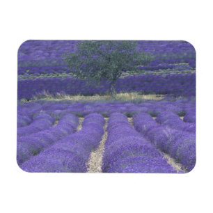 Magnet Flexible Europe, France, Provence, Sault, Champs de Lavande