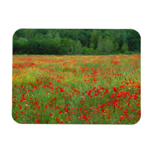 Magnet Flexible Europe, Italie, Toscane, coquelicots rouges dans l