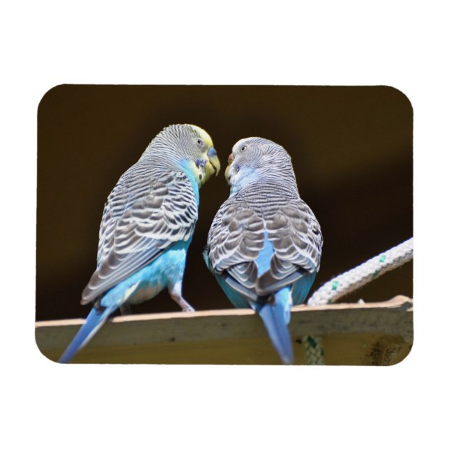 Magnet Flexible Évoquer les Budgies (Horizontal)