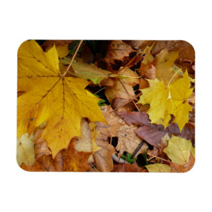 Magnet Flexible Fallen Maple Feuille Jaune Automne Nature