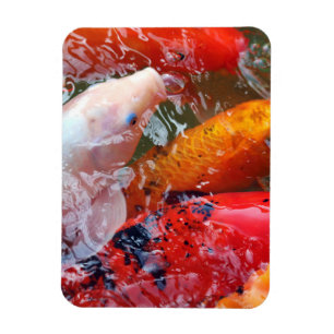 Magnet Flexible Falln Gathering Koi