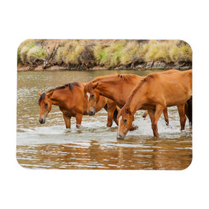 Magnet Flexible Famille de Cheval Brown à la rivière