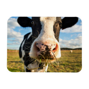 Magnet Flexible Farms Holstein Cow Chewing