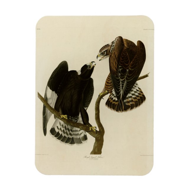Magnet Flexible Faucon à pattes rousses - Audubon's Birds of Ameri (Vertical)