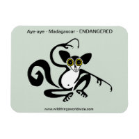 Faune étrange - AYE-AYE -Primate - Lemur -