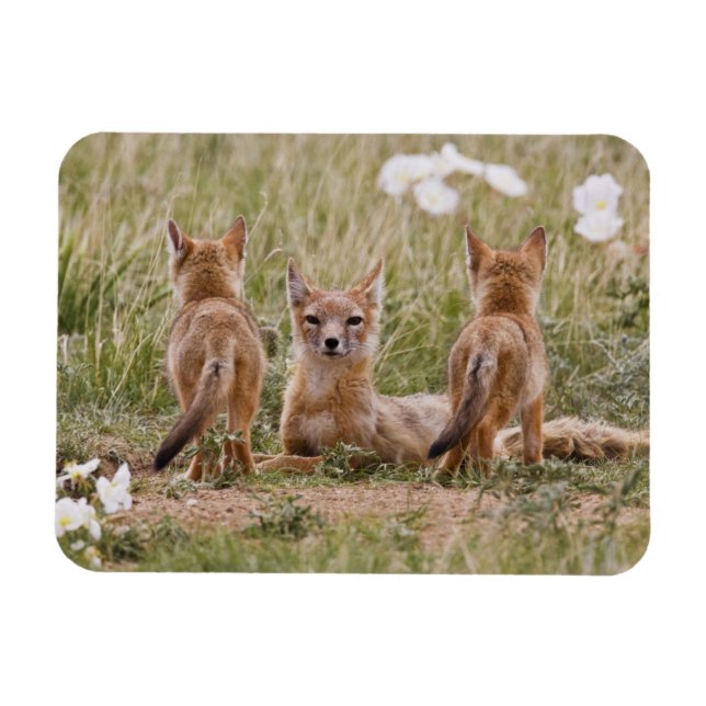 Magnet Flexible Femelle du renard véloce (Vulpes velox) jeune à (Horizontal)